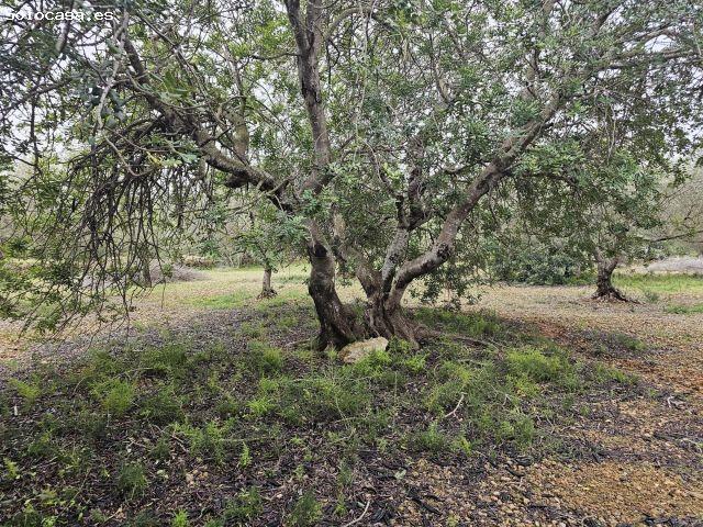 Finca rústica con olivos junto N 340