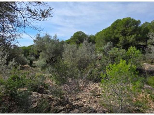 Finca rústica con olivos y vistas al mar, a solo 3 km de la playa de l’Illot