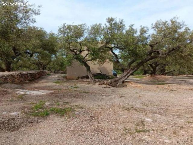 Finca Rústica con Olivos y Caseta Reformada en Entorno Natural
