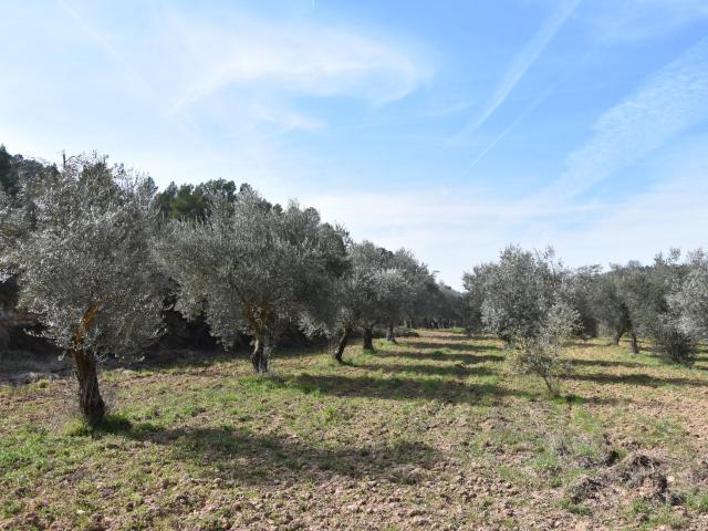 Finca rústica con pozo en La Fresneda
