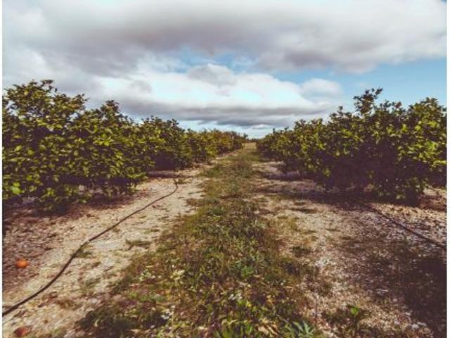 FINCA RUSTICA DE MANDARINOS EN VENTA EN SANTA BARBARA TARRAGONA