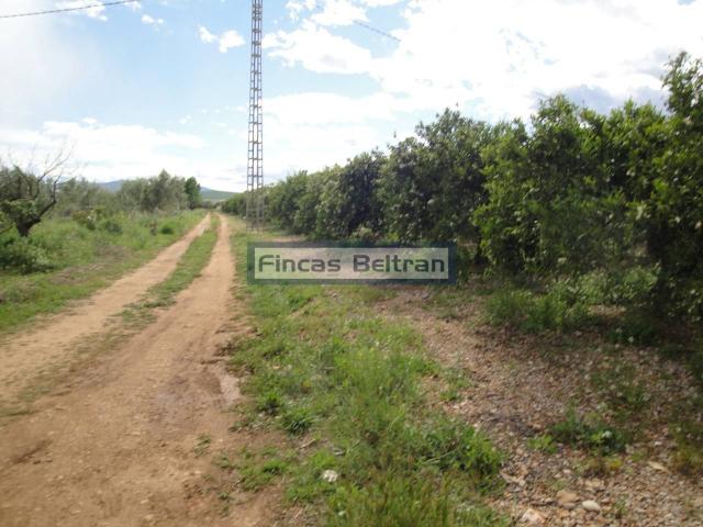 FINCA RUSTICA DE NARANJOS