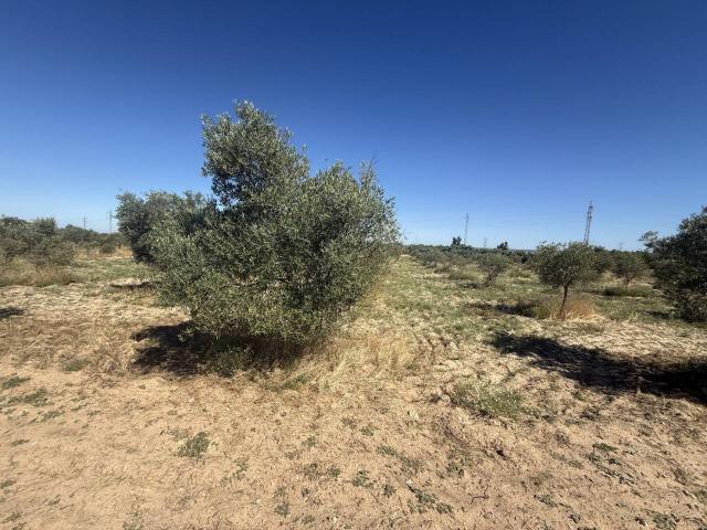 Finca rústica de olivar en zona Viña Vieja, Niebla Huelva