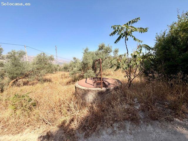 FINCA RUSTICA DE OLIVOS Y ALMENDROS EN SALAR