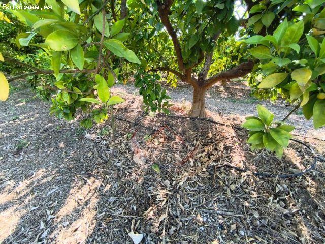 Finca rústica de regadío con alta producción de naranjas Navelinas