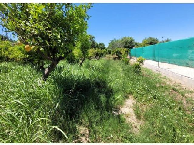 FINCA RÚSTICA DE REGADÍO CON LIMONEROS EN PRODUCCIÓN