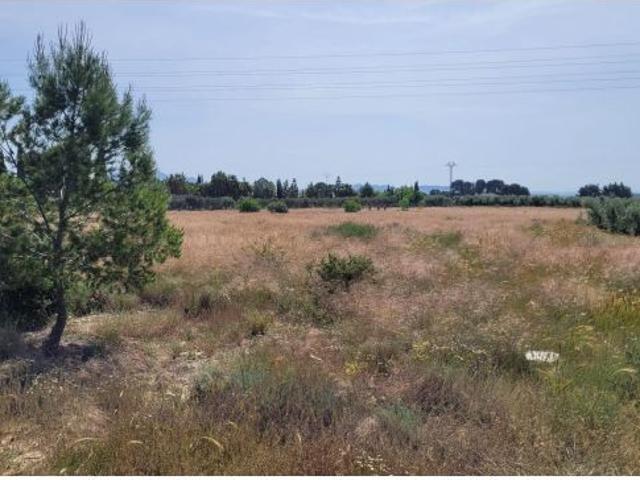 Finca rústica de regadío en Blanca