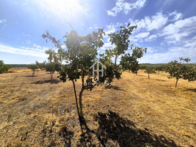 Finca rústica de riego en venta – Moraleda de Zafayona