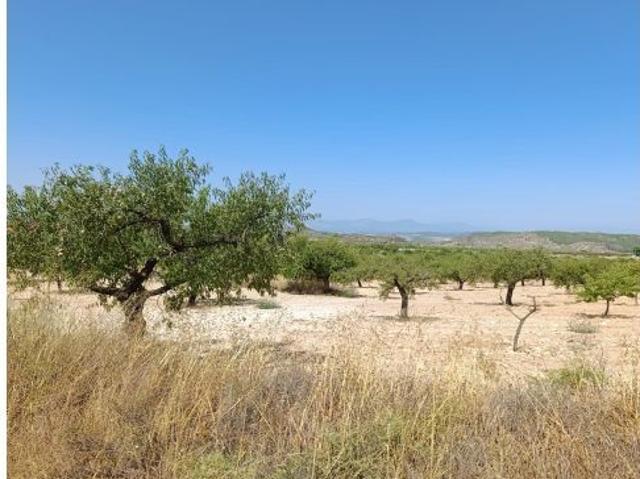 Finca rústica de 26.051 m2 con caseta de aperos en Paraje La Fuente Bullas