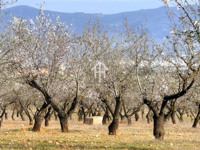 Finca Rústica de 20 Hectáreas con Olivos, Almendros, Riego Automatizado y Certificación Ecológica – Salar Granada