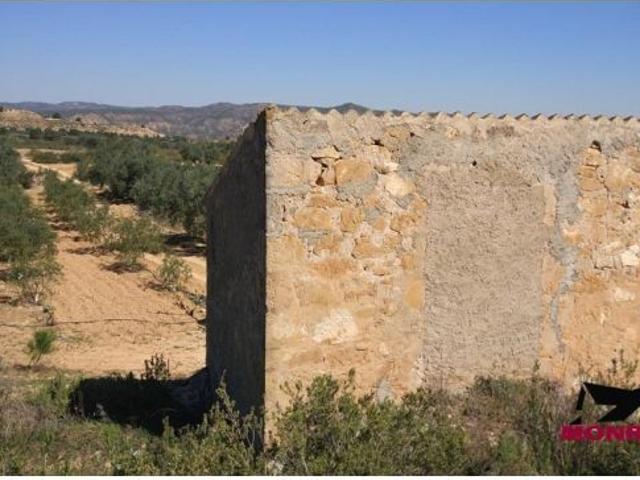 FINCA RUSTICA DE 22.203 M2 CON 21.472 DE OLIVOS DE REGADIO Y CON 31 M2 CASITA HERRAMIENTAS