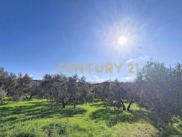 Finca rústica de 30.000 m² con olivar de secano en producción – Antequera