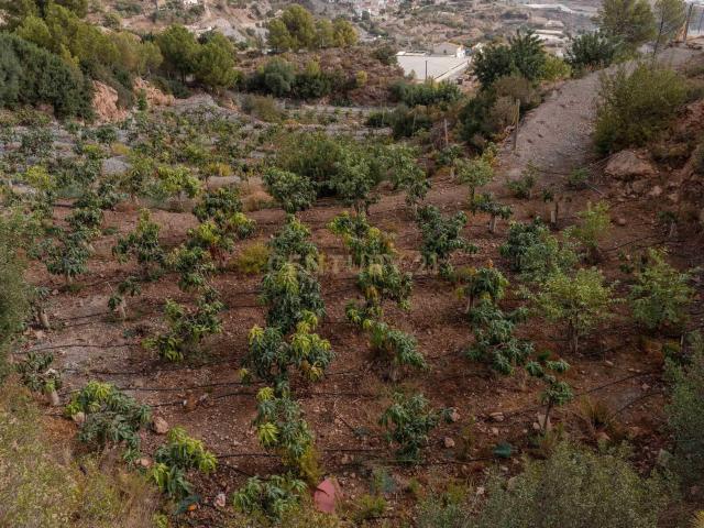 Finca rústica de 32.000 m² con cultivos tropicales en Gualchos