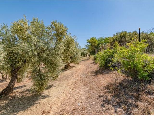 FINCA RUSTICA DE 32.500 M2 DE OLIVAR HOJIBLANCO TRADICIONAL CON MUY BUENA PRODUCCION EN ZONA MUY BUE