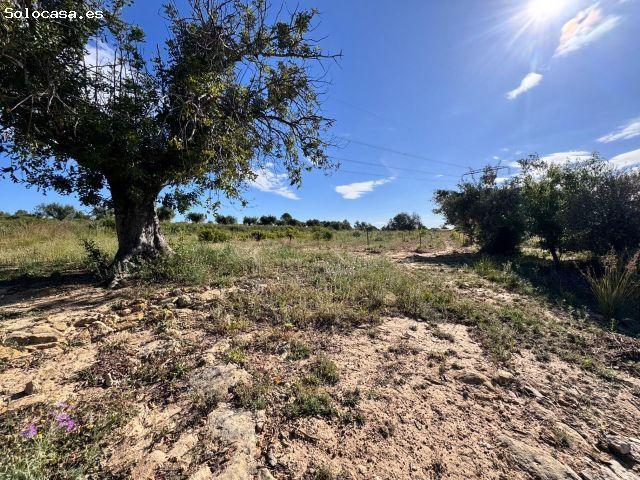 Finca rústica de 60.757m² con algarrobos y almendros – Ideal para producción agrícola o huerto solar