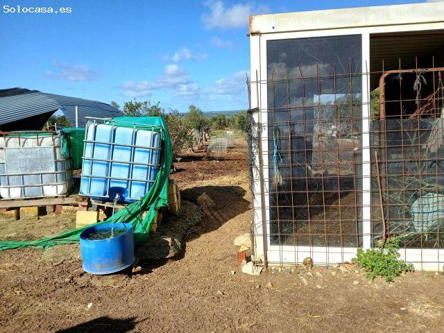 Finca rústica en Niebla Huelva con 6.154 m2, nave, invernaderos y olivos ?