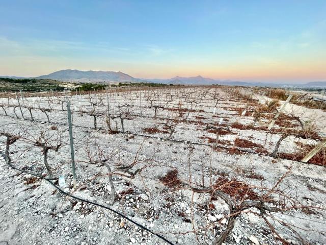 Finca rustica en Novelda