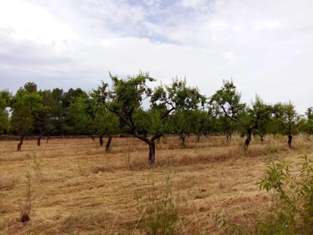 Finca rústica en Arens de Lledó