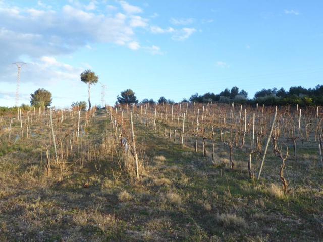 FINCA RUSTICA EN BENICARLO
