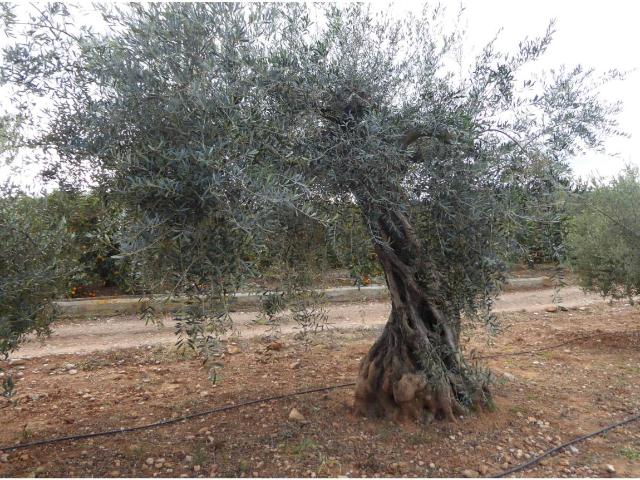 FINCA RUSTICA EN BENICARLO