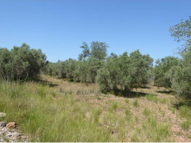 FINCA RUSTICA EN BENICARLO
