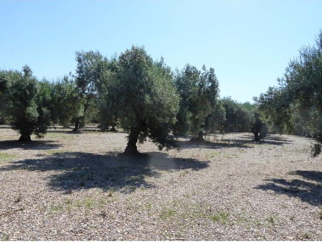 FINCA RUSTICA EN BENICARLO