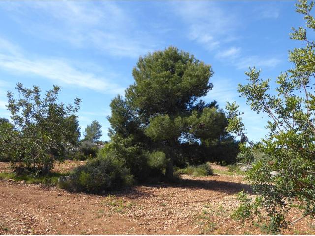 FINCA RUSTICA EN CERVERA DEL MAESTRE