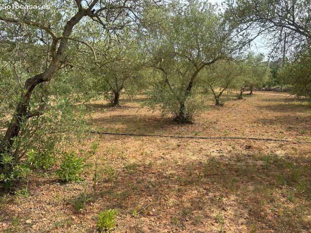 FINCA RUSTICA EN FREGINALS DE 3 JORNALES DE OLIVOS