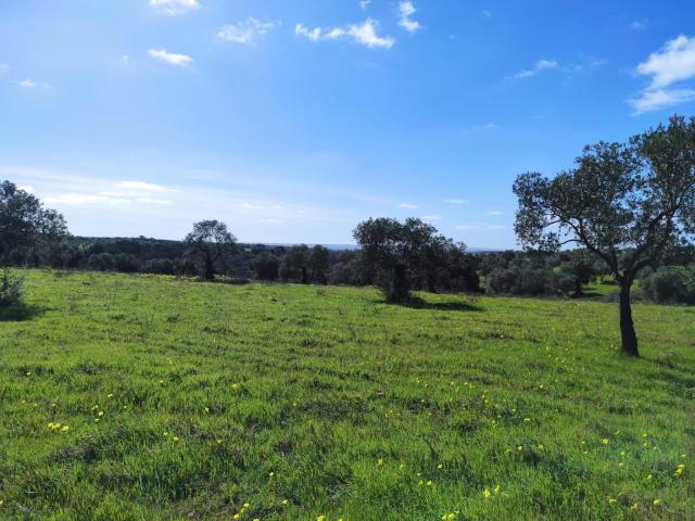 FINCA RÚSTICA EN LA PEÑUELA NIEBLA