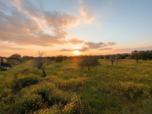 FINCA RUSTICA EN LLUCMAJOR CALA PI