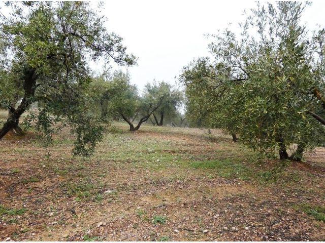 ? Finca rústica en Peligros – Excelente ubicación y acceso