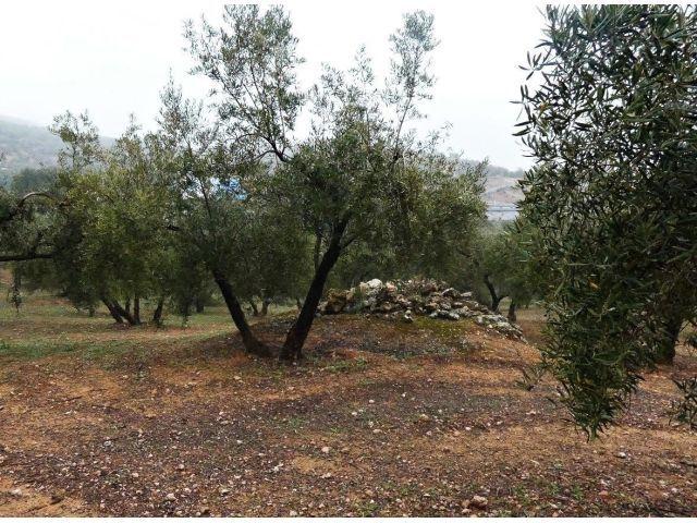 ? Finca rústica en Peligros – Excelente ubicación y acceso