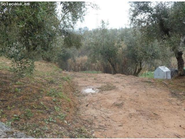 ? Finca rústica en Peligros – Ideal inversión o explotación agrícola ?
