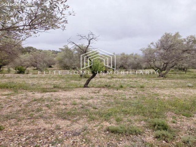 FINCA RÚSTICA EN PRODUCCIÓN DE OLIVOS DE SECANO CON POSIBILIDAD DE CONSTRUCCIÓN A TAN SOLO 3 KM DEL
