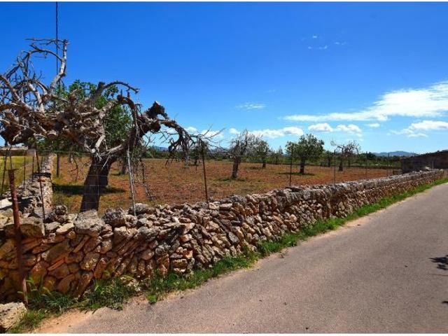 Finca rústica en Santa Margarita