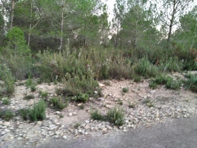 FINCA RUSTICA EN TORRE ENDOMENECH