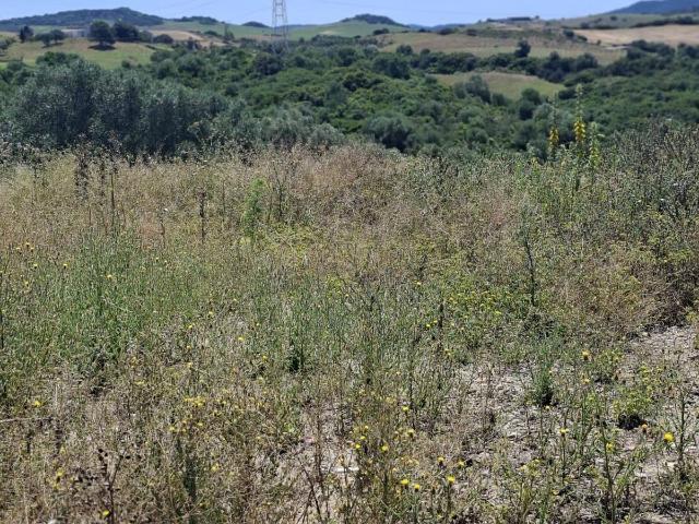 Finca rústica en Venta en Medina Sidonia