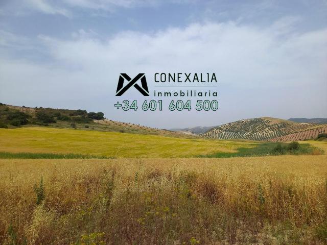 Finca rústica en Venta en Morón de la Frontera