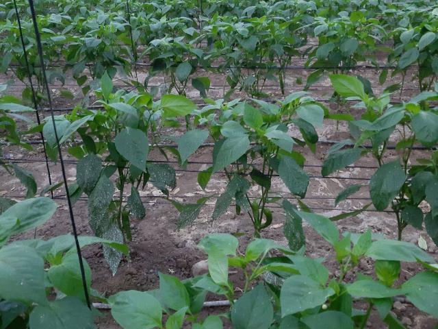 Finca rústica en Venta en Motril ciudad