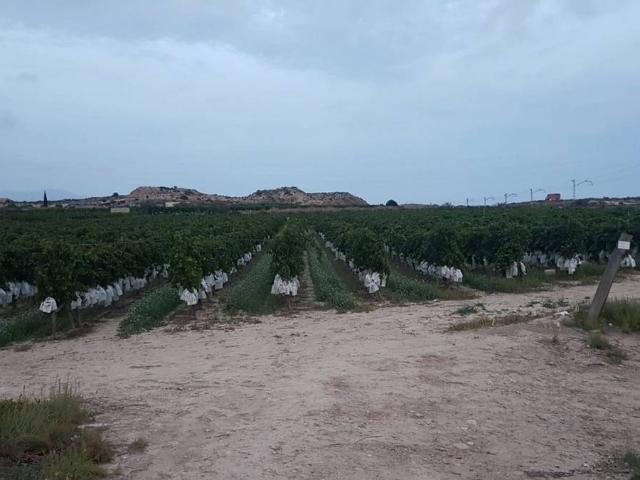 Finca rústica en Venta en Agost