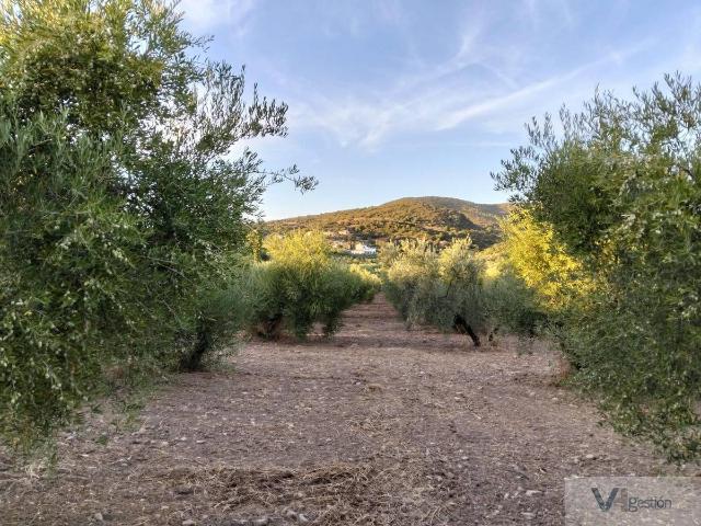Finca rústica en Venta en Algodonales