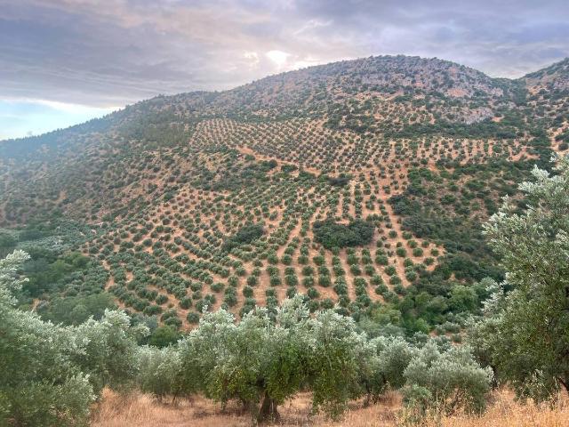 Finca rústica en Venta en Algarinejo