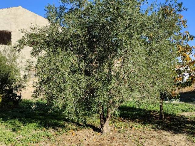 Finca rústica en Venta en Alguazas
