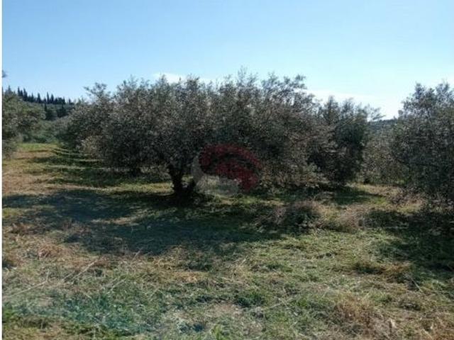 Finca rustica en Venta en Alhaurín el Grande, Málaga