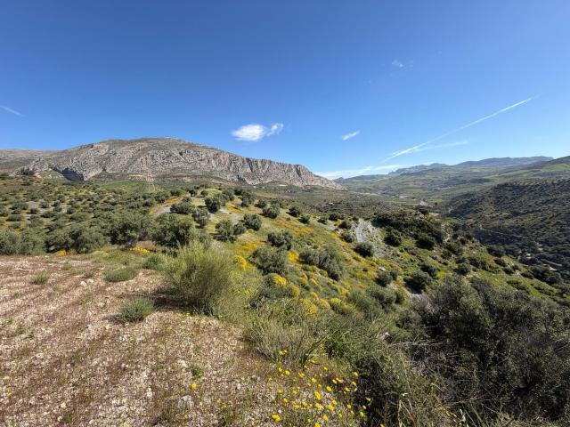 Finca rústica en venta en Álora – 6,22 ha con 1.000 olivos y 62 algarrobos