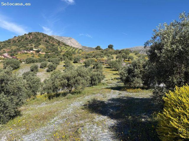Finca rústica en venta en Álora – 6,22 ha con 1.000 olivos y 62 algarrobos