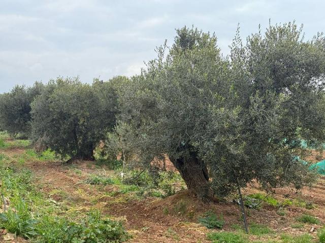 Finca rústica en Venta en Altafulla