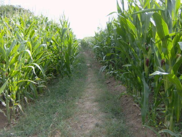 Finca rustica en Venta en Badajoz, Badajoz