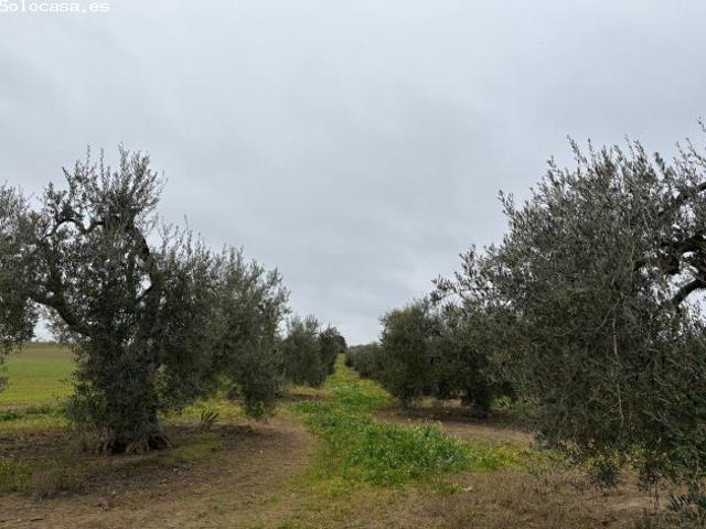Finca rustica en Venta en Balmonte, Huelva