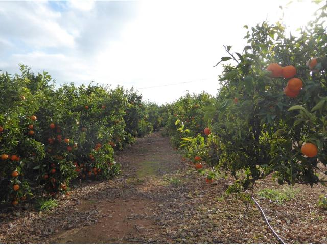 FINCA RUSTICA EN VENTA EN BENICARLO